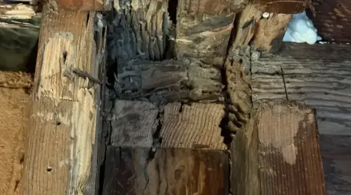 Termite damage to wood — termite control South Jersey NJ