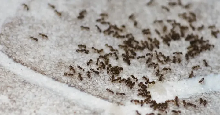 Ant infestation in South Jersey home — general pest control NJ