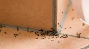 Ant control treatment for homes in South Jersey