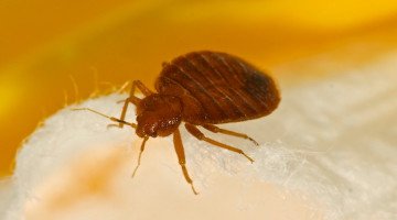 Bed bug treatment and inspection in South Jersey