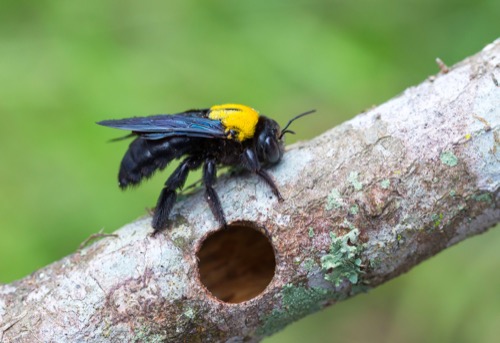 Carpenter bee treatment for wood structures in South Jersey