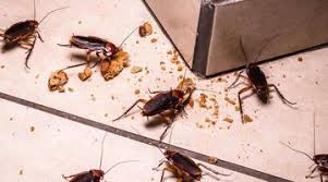 Cockroach control and extermination in South Jersey