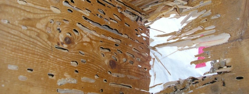 Wood Destroying Insect (WDI) inspection in South Jersey